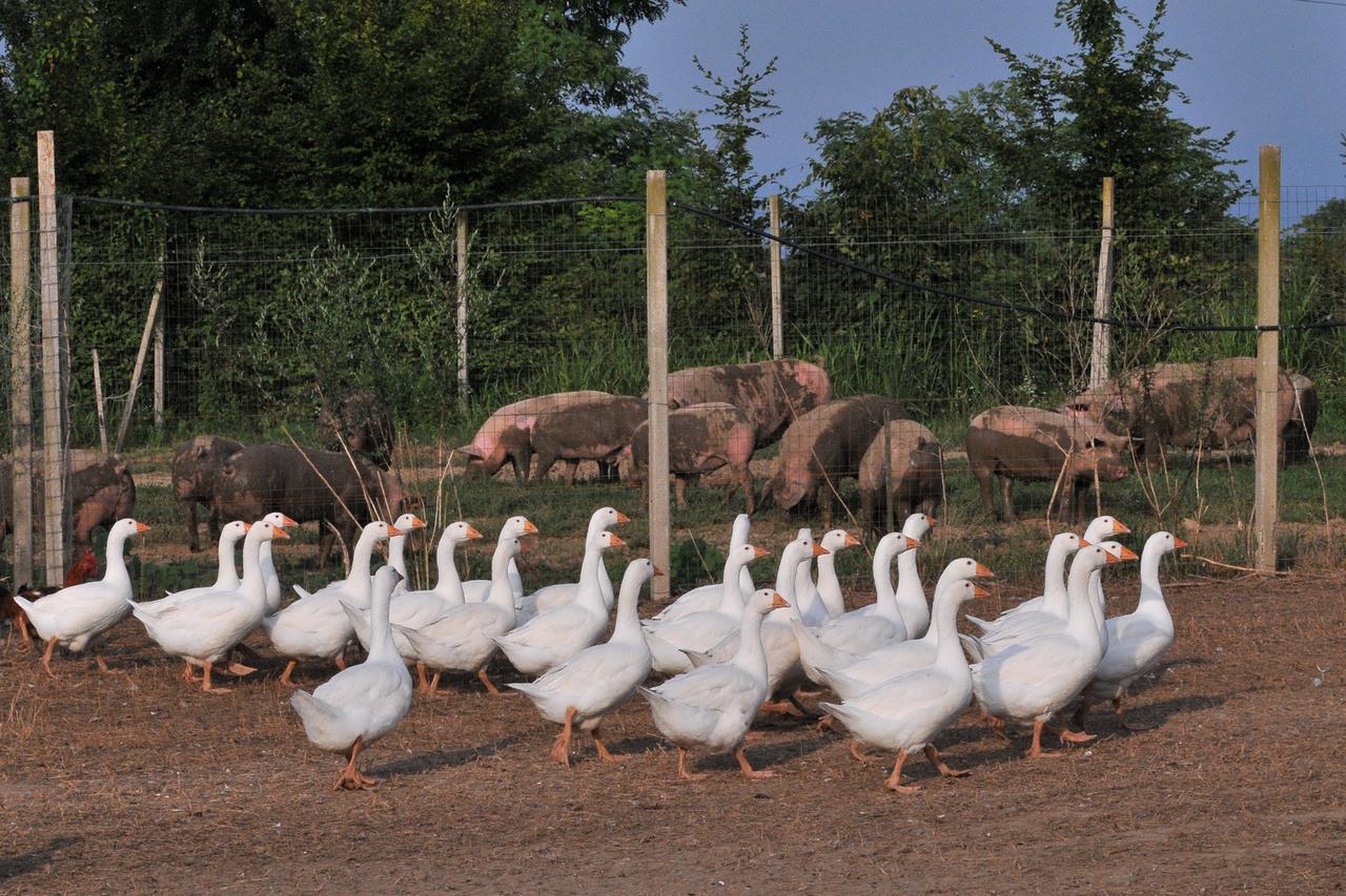 Agriturismo Le Oche Selvatiche Lauzacco Zewnętrze zdjęcie