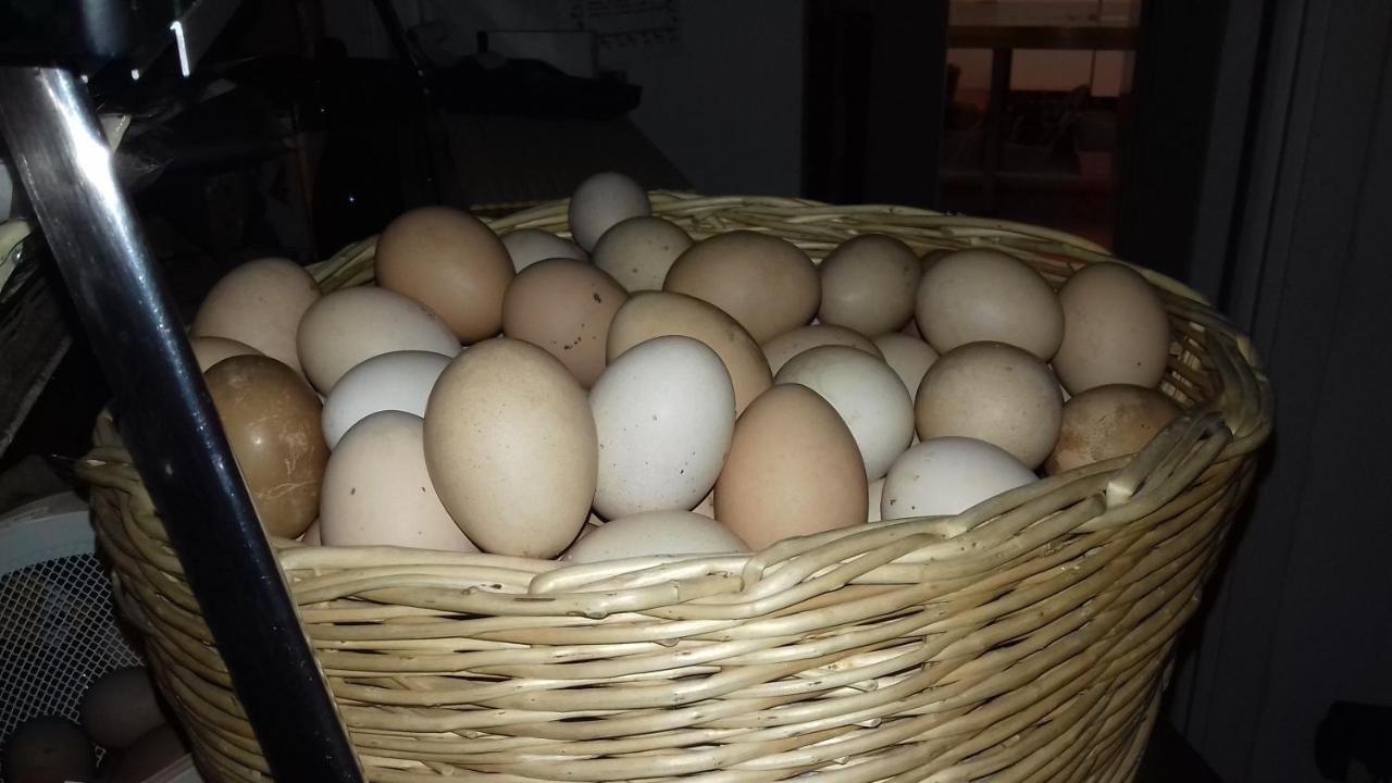 Agriturismo Le Oche Selvatiche Lauzacco Zewnętrze zdjęcie